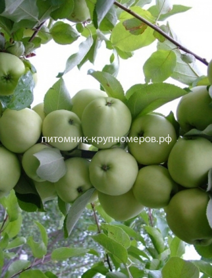 Яблоня 
