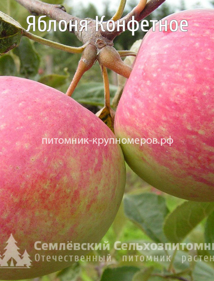 Яблоня 