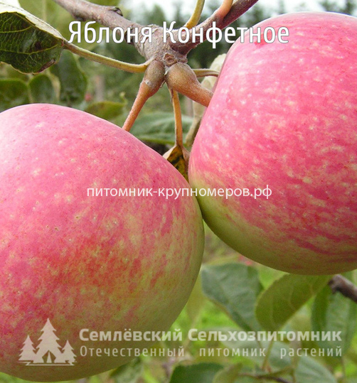 Яблоня 