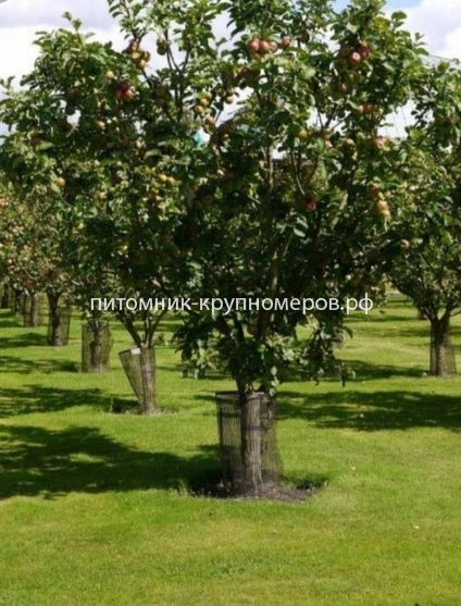 Яблоня 