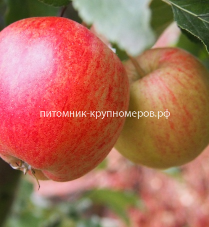 Яблоня 