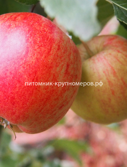Яблоня 