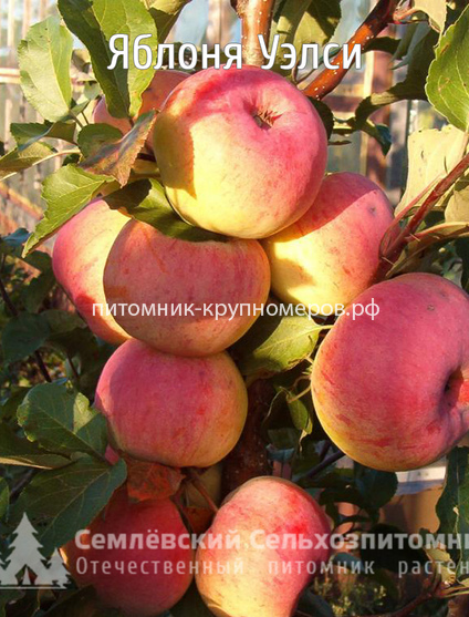 Яблоня 