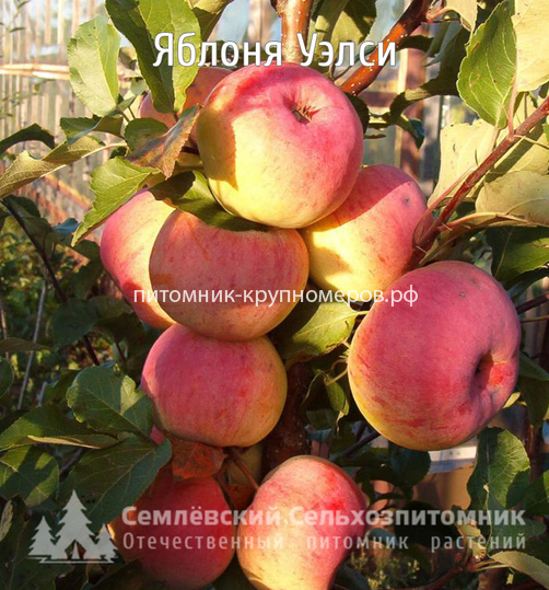 Яблоня 