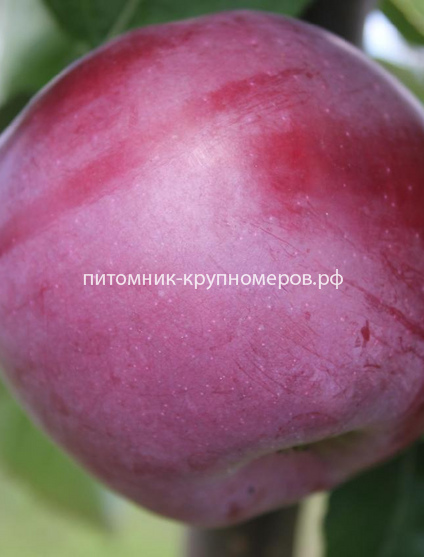 Яблоня 