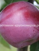 Яблоня 