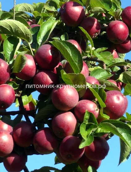 Яблоня 