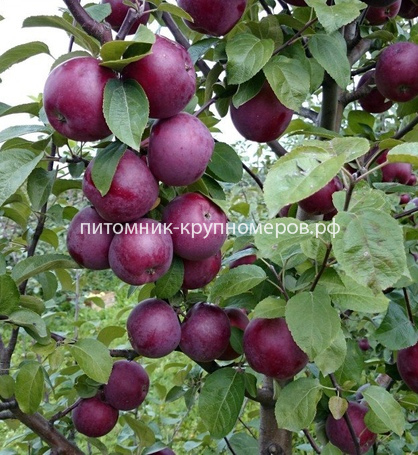 Яблоня 
