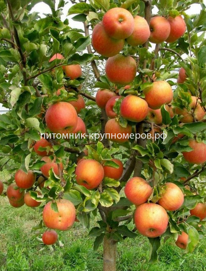 Яблоня 