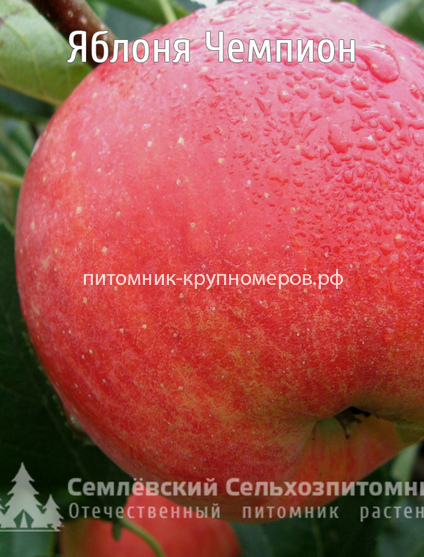 Яблоня 