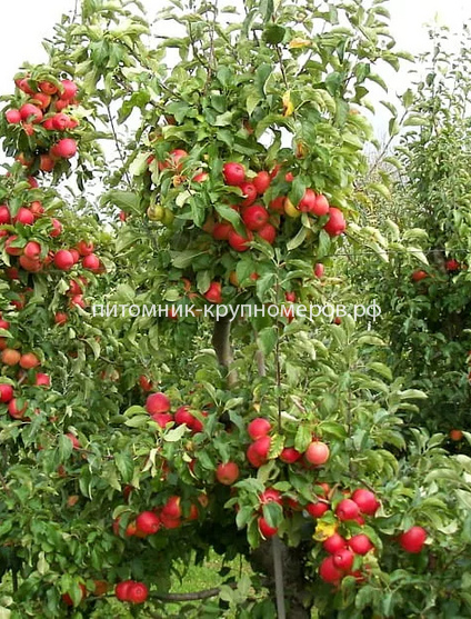 Яблоня 