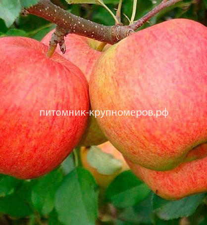 Яблоня 
