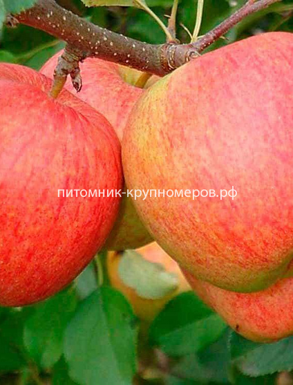 Яблоня 