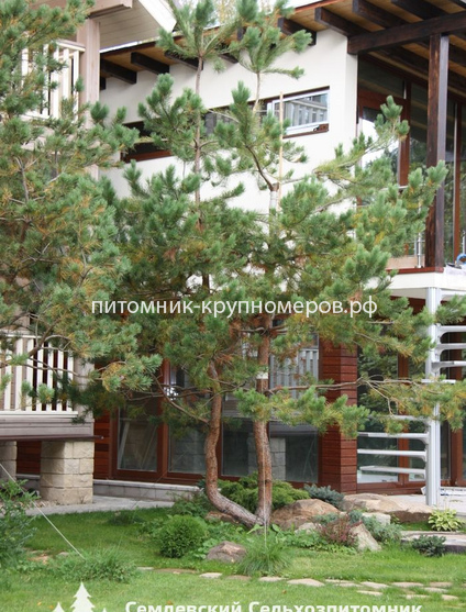 Сосна обыкновенная
