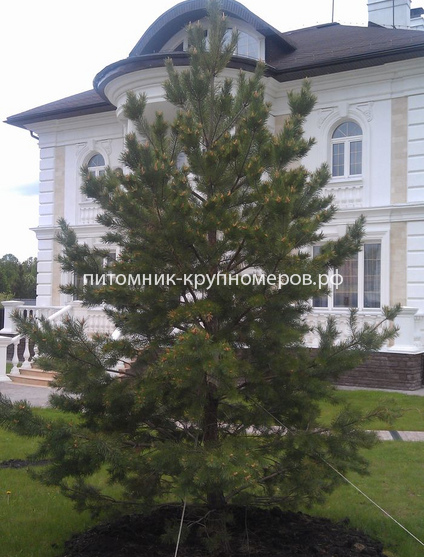 Сосна обыкновенная
