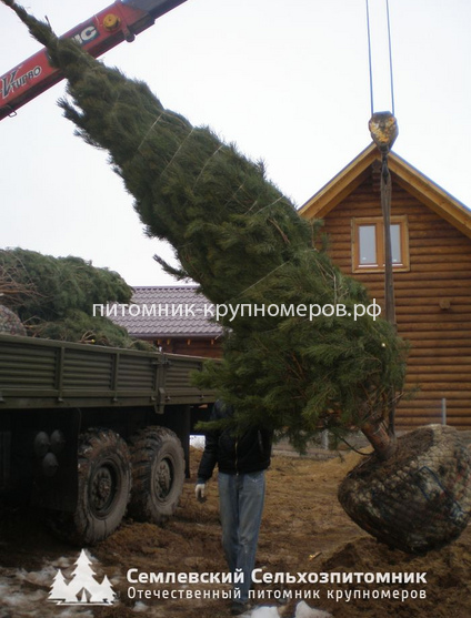 Сосна обыкновенная