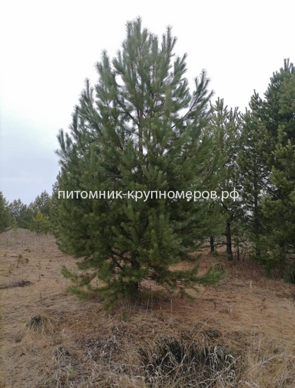 Сосна обыкновенная