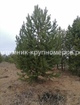 Сосна обыкновенная min