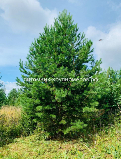 Сосна обыкновенная