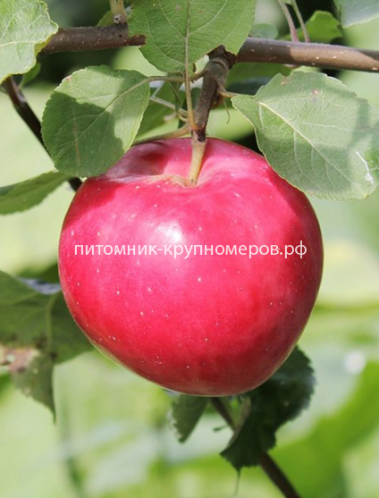 Яблоня 
