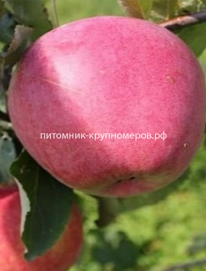 Яблоня 