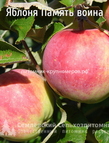 Яблоня 