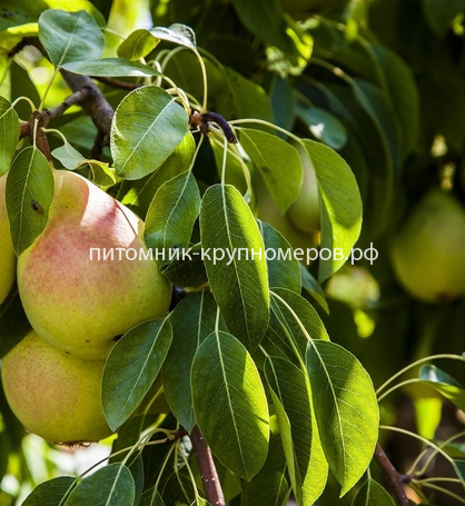 Груша 