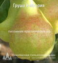 Груша 