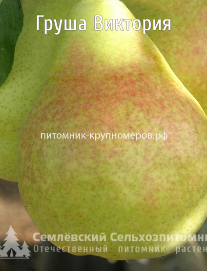 Груша 