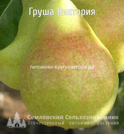 Груша 