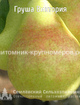 Груша 