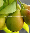 Груша 