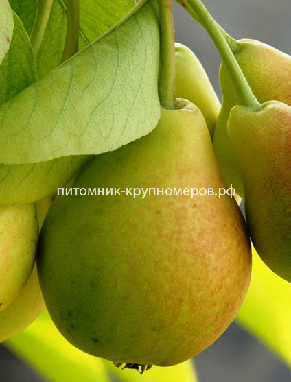 Груша 