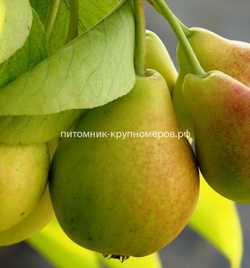 Груша 