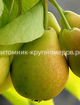Груша 