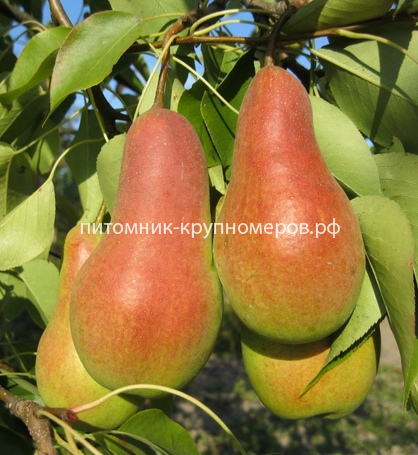 Груша 