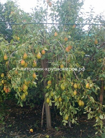 Груша 