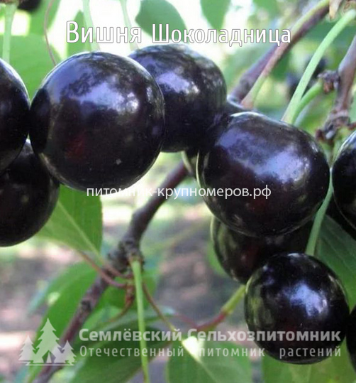 Вишня 