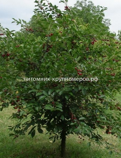 Вишня 