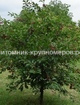 Вишня 