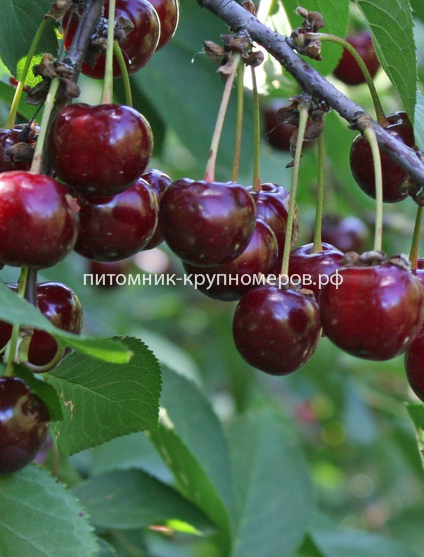 Вишня 