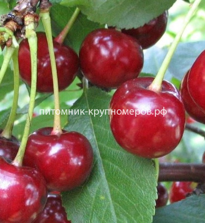 Вишня 