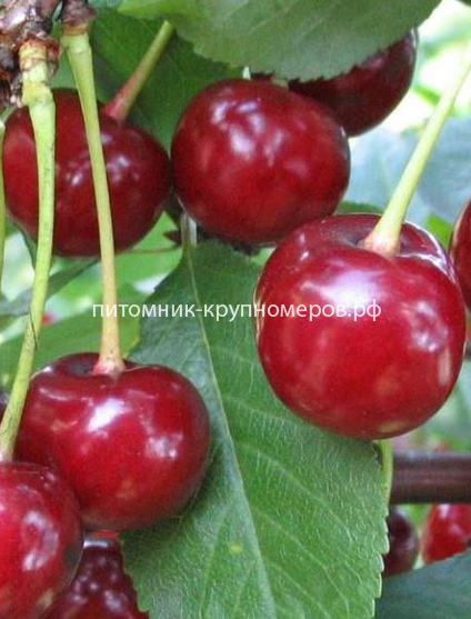 Вишня 