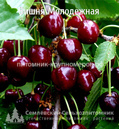 Вишня 