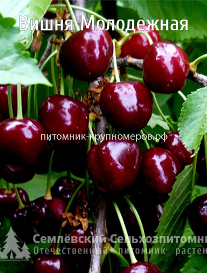 Вишня 
