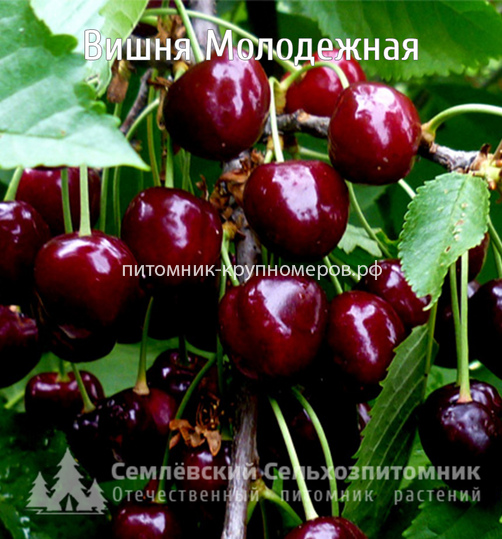 Вишня 