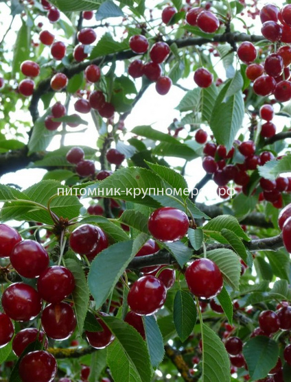 Вишня 