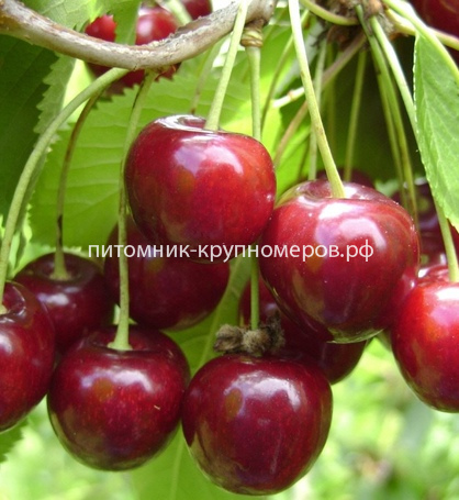 Вишня 