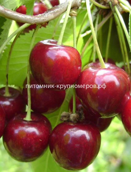Вишня 