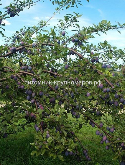 Слива 
